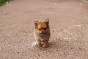 Chiots d'apparence Spitz allemand nain à vendre chez l'éleveur CONTENSEAU LAURA – Domaine des terres Lorginoise