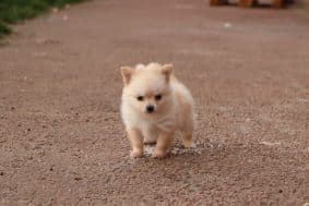 Chiots d'apparence Spitz allemand nain à vendre chez l'éleveur CONTENSEAU LAURA – Domaine des terres Lorginoise