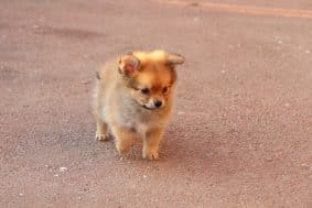 Chiots d'apparence Spitz allemand nain à vendre chez l'éleveur CONTENSEAU LAURA – Domaine des terres Lorginoise