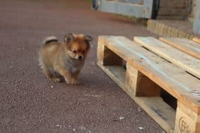 Chiots d'apparence Spitz allemand nain à vendre chez l'éleveur CONTENSEAU LAURA – Domaine des terres Lorginoise