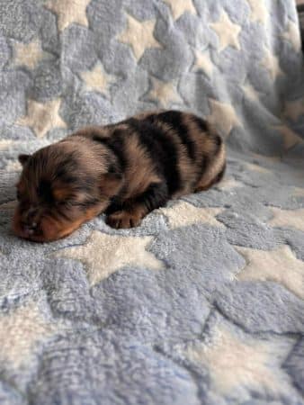 Image de la portée de chiot de l'élévage DOMAINE DE LA TERNOISE