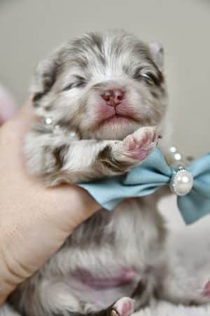 Image de la portée de chiot de l'élévage DE LA MEUTE D’ETAN