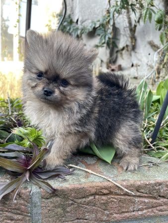 Image de la portée de chiot de l'élévage CHARLIE CATHERINE