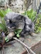 Chiots d'apparence Spitz allemand nain à vendre chez l'éleveur CHARLIE CATHERINE