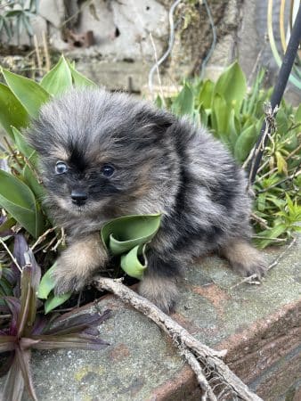 Image de la portée de chiot de l'élévage CHARLIE CATHERINE