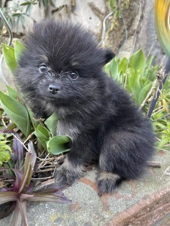 Image de la portée de chiot de l'élévage CHARLIE CATHERINE