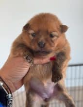 Chiots de race Spitz allemand nain à vendre chez l'éleveur MME FROGE CINDY