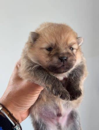 Image de la portée de chiot de l'élévage MME FROGE CINDY