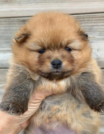 Image de la portée de chiot de l'élévage MME FROGE CINDY