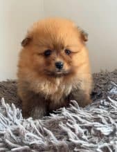 Chiots de race Spitz allemand nain à vendre chez l'éleveur MME FROGE CINDY