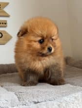 Chiots de race Spitz allemand nain à vendre chez l'éleveur MME FROGE CINDY