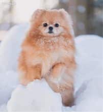 Chiots de race Spitz allemand nain à vendre chez l'éleveur MME FROGE CINDY