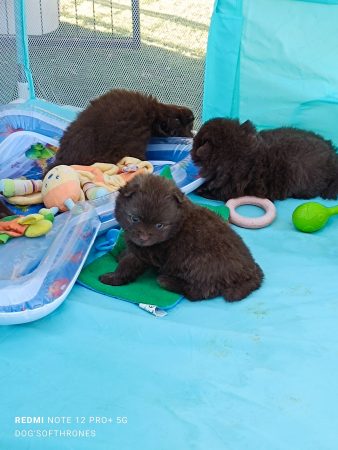 Image de la portée de chiot de l'élévage DOG’S OF THRONES