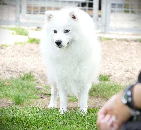 Image de la portée de chiot de l'élévage DE LA POMMERAIE DES LOUPS