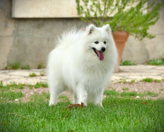 Image de la portée de chiot de l'élévage DE LA POMMERAIE DES LOUPS