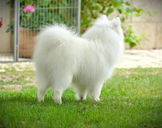 Image de la portée de chiot de l'élévage DE LA POMMERAIE DES LOUPS