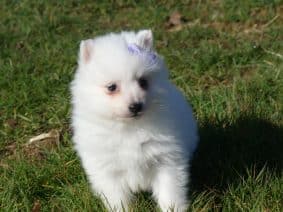 Chiots de race Spitz Japonais à vendre chez l'éleveur DES TERRES DES FORGES