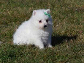 Chiots de race Spitz Japonais à vendre chez l'éleveur DES TERRES DES FORGES