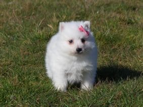 Chiots de race Spitz Japonais à vendre chez l'éleveur DES TERRES DES FORGES