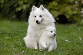 Chiots de race Spitz Japonais à vendre chez l'éleveur DES TERRES DES FORGES