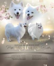 Chiots de race Spitz Japonais à vendre chez l'éleveur DE LA POMMERAIE DES LOUPS