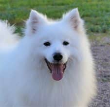 Chiots de race Spitz Japonais à vendre chez l'éleveur DE LA POMMERAIE DES LOUPS