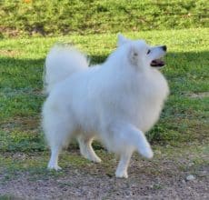 Chiots de race Spitz Japonais à vendre chez l'éleveur DE LA POMMERAIE DES LOUPS