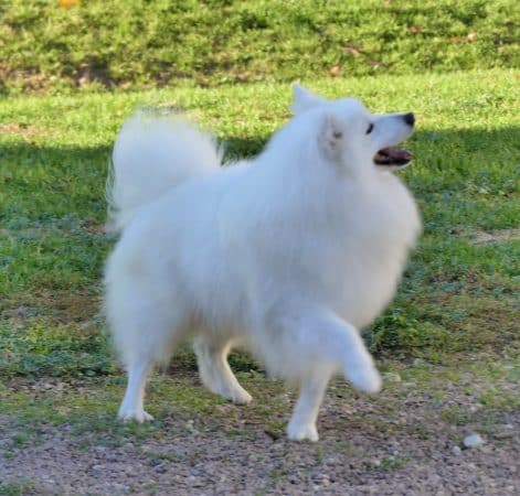 Image de la portée de chiot de l'élévage DE LA POMMERAIE DES LOUPS