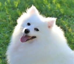 Chiots de race Spitz Japonais à vendre chez l'éleveur DE LA POMMERAIE DES LOUPS