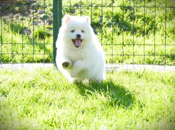 Image de la portée de chiot de l'élévage DE LA POMMERAIE DES LOUPS