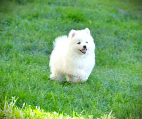 Image de la portée de chiot de l'élévage DE LA POMMERAIE DES LOUPS