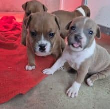 Chiots de race Staffordshire bull terrier à vendre chez l'éleveur MR RESMOND JEAN CHRISTOPHE