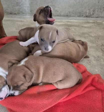 Image de la portée de chiot de l'élévage MR RESMOND JEAN CHRISTOPHE