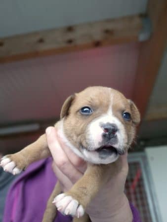 Image de la portée de chiot de l'élévage MR RESMOND JEAN CHRISTOPHE