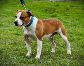 Chiots de race Staffordshire bull terrier à vendre chez l'éleveur DE LA POMMERAIE DES LOUPS