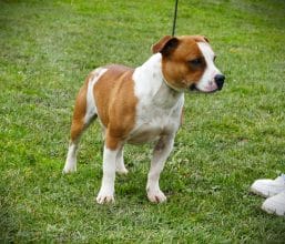 Chiots de race Staffordshire bull terrier à vendre chez l'éleveur DE LA POMMERAIE DES LOUPS