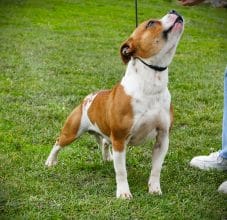 Chiots de race Staffordshire bull terrier à vendre chez l'éleveur DE LA POMMERAIE DES LOUPS