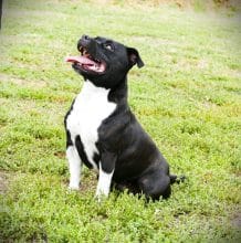 Chiots de race Staffordshire bull terrier à vendre chez l'éleveur DE LA POMMERAIE DES LOUPS