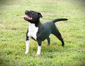 Chiots de race Staffordshire bull terrier à vendre chez l'éleveur DE LA POMMERAIE DES LOUPS