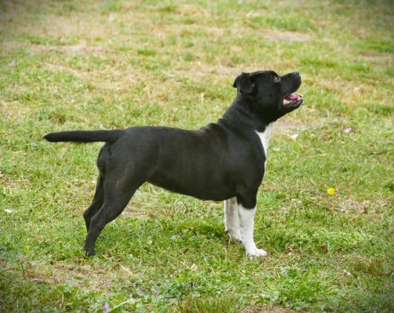 Image de la portée de chiot de l'élévage DE LA POMMERAIE DES LOUPS