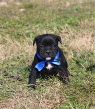 Chiots de race Staffordshire bull terrier à vendre chez l'éleveur LAMARQUE LAURETTE