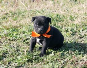 Chiots de race Staffordshire bull terrier à vendre chez l'éleveur LAMARQUE LAURETTE