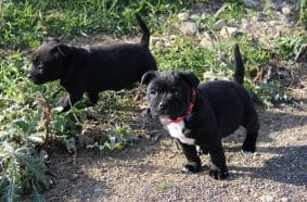 Chiots de race Staffordshire bull terrier à vendre chez l'éleveur LAMARQUE LAURETTE