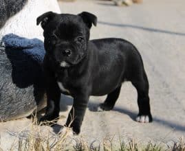 Chiots de race Staffordshire bull terrier à vendre chez l'éleveur LAMARQUE LAURETTE