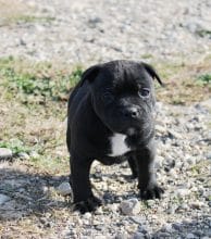 Chiots de race Staffordshire bull terrier à vendre chez l'éleveur LAMARQUE LAURETTE