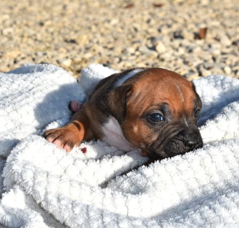 Image de la portée de chiot de l'élévage DE L’ANGE GARDIEN CKAINA