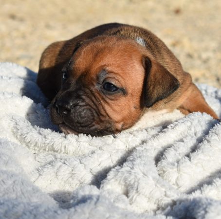 Image de la portée de chiot de l'élévage DE L’ANGE GARDIEN CKAINA