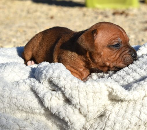 Image de la portée de chiot de l'élévage DE L’ANGE GARDIEN CKAINA