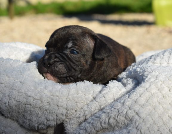 Image de la portée de chiot de l'élévage DE L’ANGE GARDIEN CKAINA