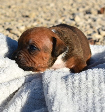 Image de la portée de chiot de l'élévage DE L’ANGE GARDIEN CKAINA